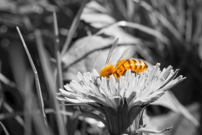 Close-up of insect on flower