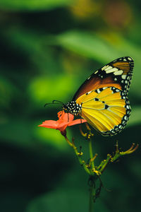 Close-up of butterfly pollinating on flower