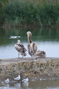 Birds perching on a lake