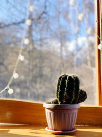 Close-up of potted cactus plant on table