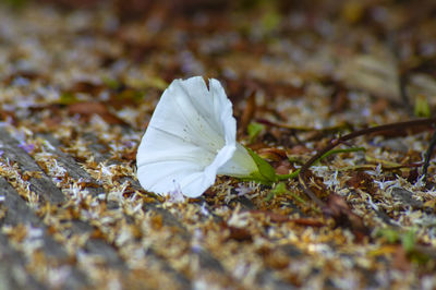 Close-up of white flower on land