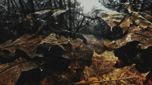 Close-up of autumn tree in forest