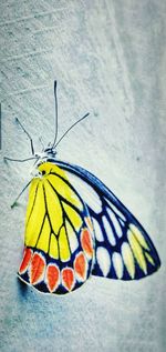 Close-up of butterfly on flower