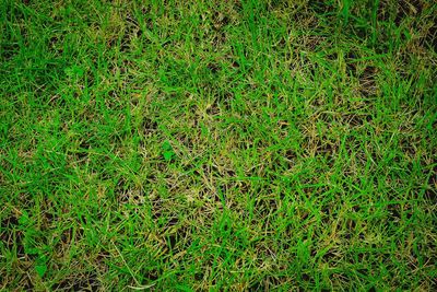 Full frame shot of green grass