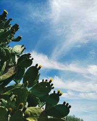 Low angle view of tree against sky