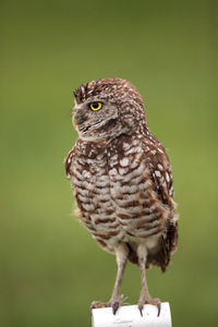 Close-up of owl perching outdoors