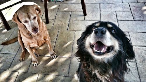 High angle portrait of dogs sitting on floor