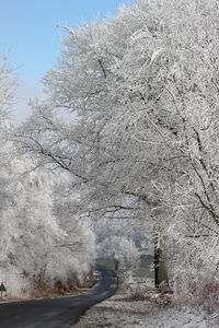 Road amidst trees against sky during winter