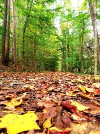 Leaves fallen on tree in forest during autumn