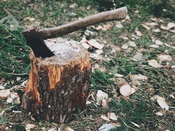 Close-up of tree stump on field
