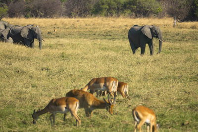 Deers and elephants on the field in kafue national park