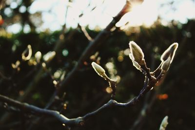 Close-up of plant against blurred background