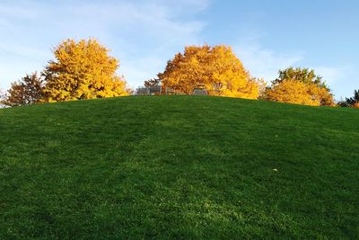 Scenic view of grassy field against sky