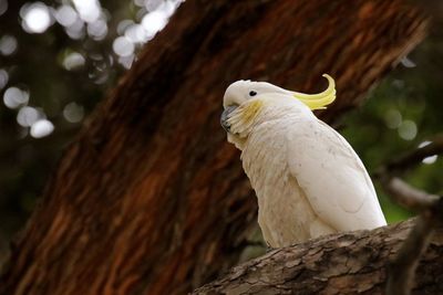 Close-up of eagle perching on tree trunk