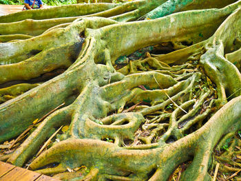 Full frame shot of vegetables