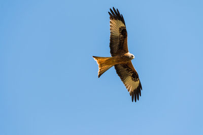 Low angle view of eagle flying against clear blue sky