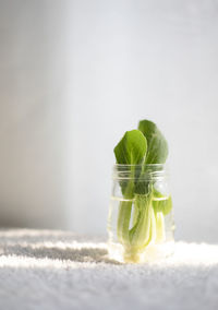 Close-up of plant against white background