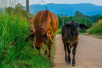 Cows in a field