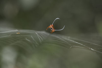 Close-up of spider