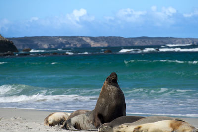 Australian sealions at seal bay, kangaroo island