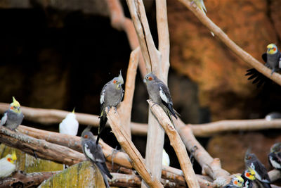 Close-up of bird perching on wood