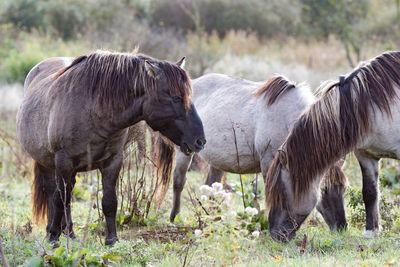 Horses grazing on field