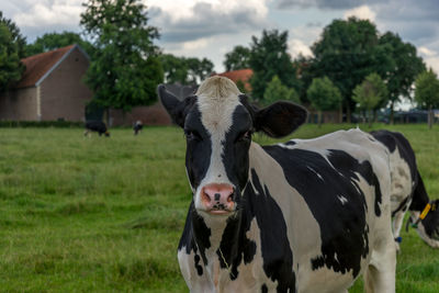 Portrait of cow on field