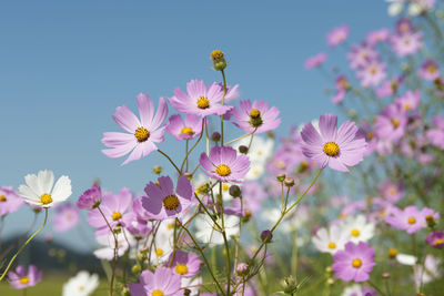 Close-up of cosmos flowers