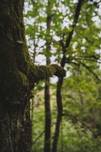 View of tree trunk