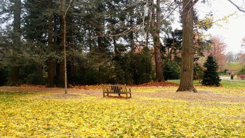 Trees in park against sky