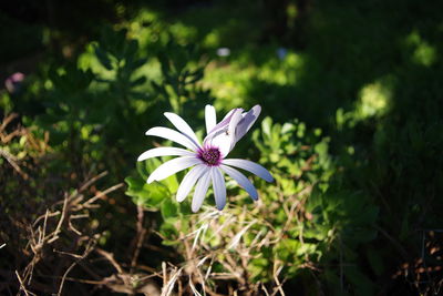 Close-up of purple flower blooming outdoors