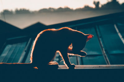 Side view of silhouette cat sitting on window sill