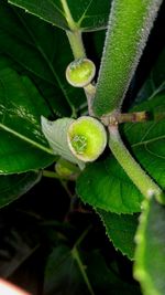 Close-up of fresh green plant