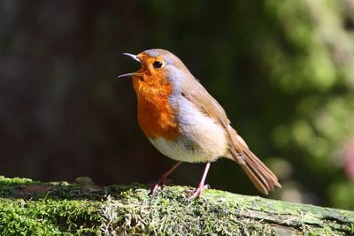 Close-up of bird perching on plant