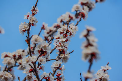 Low angle view of cherry blossom