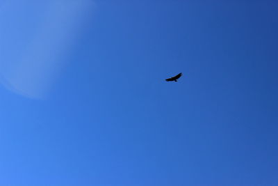 Low angle view of bird flying in sky