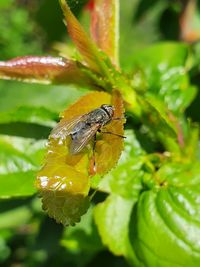 Close-up of insect on flower