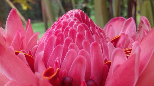 Close-up of pink flowers blooming outdoors