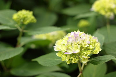 Close-up of pink flowering plant