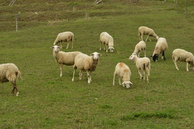 Sheep grazing in pasture