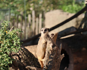 View of lizard on tree