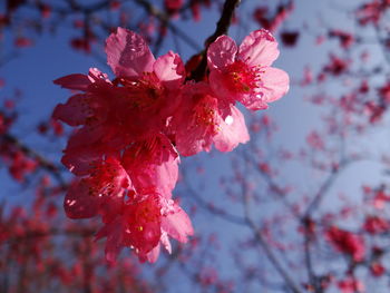 Close-up of pink cherry blossom