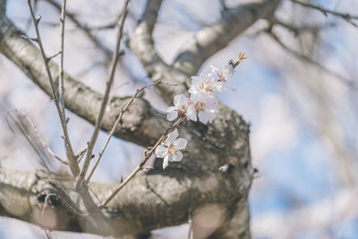 Low angle view of plum blossom