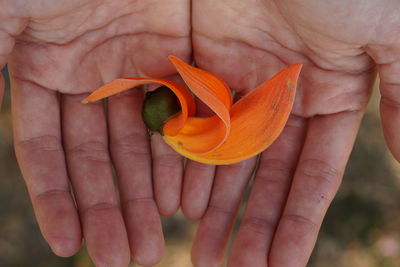 Close-up of hand holding orange