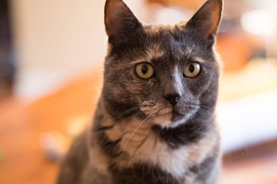 Close-up of cat looking at camera