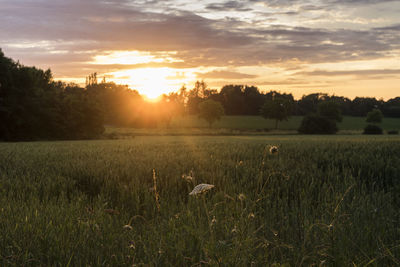 Scenic view of grassy field against sky at sunset