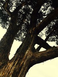 Low angle view of trees against sky