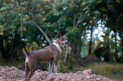 Dog looking away on tree