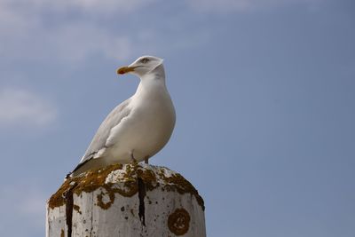 Low angle view of seagull perching on wooden post