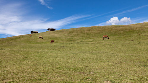 Mountain pastures with huts  and horses on the background of the cloudy sky